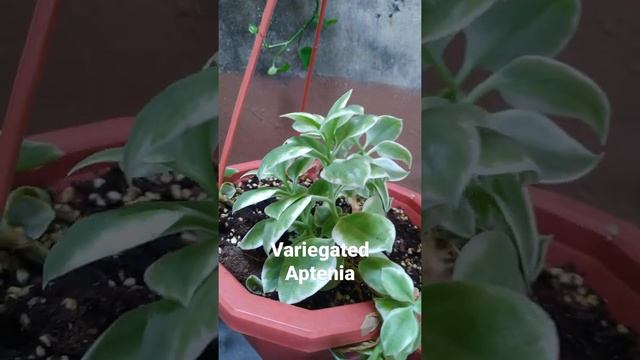 VARIEGATED APTENIA | BABY SUNROSE | #succulent #variegatedplants #shorts смотреть онлайн