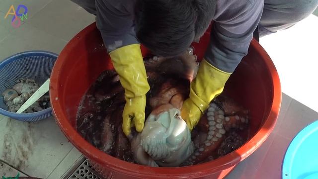 Interesting Large Octopus Fishing. How Korean Fishermen Catch and Cook Octopuses смотреть онлайн