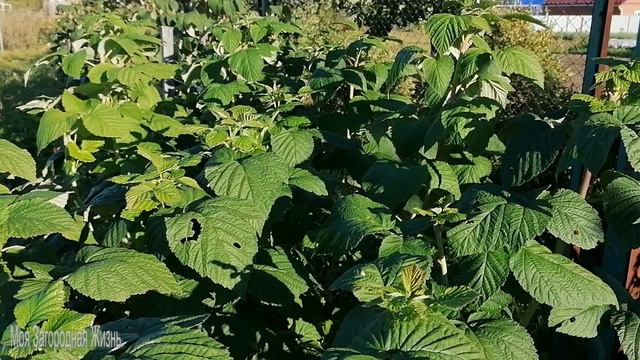 Уход за малиной в сентябре. смотреть онлайн