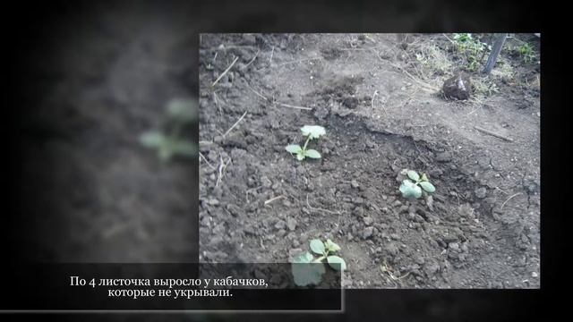 САМАРА. Дачные грядки мои. 11 серия. Уход за томатами в грунте. 07.06.2015 г. смотреть онлайн