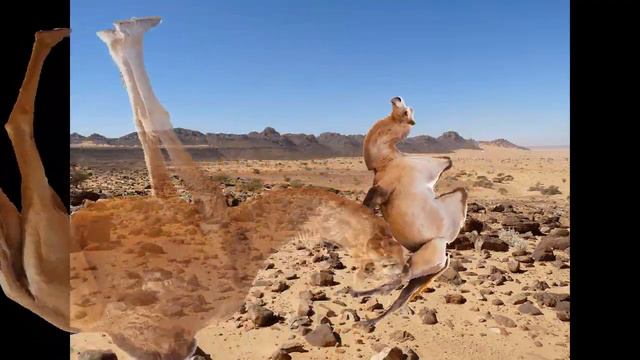 T0theTurtle - I'm a Camel (Official Music Video) - ft. Lazar the Lizard смотреть онлайн