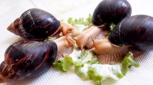 Ахатина иммакулята | Содержание улиток | Как у меня появились иммакуляты?