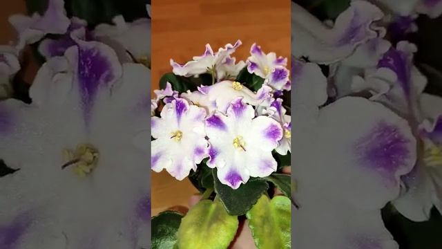 Ds Изюм #фиалки #сортовыефиалки #фиалкацветёт #фиалкипочтой #цветок смотреть онлайн