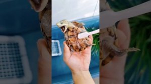 Пытка щекоткой