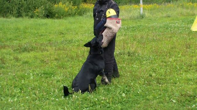 монопородная выставка ВЕО, проверка рабочих качеств,лобовая янта 1 Bestdog.mybb.ru