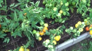 ТОМАТ УТЕНОК .