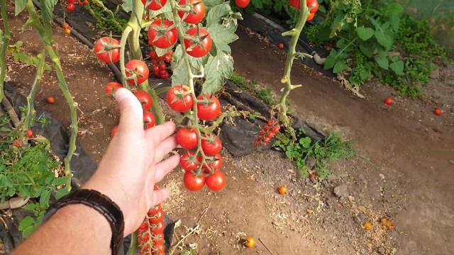 Порпора. Осенний оборот.Продолжение смотреть онлайн