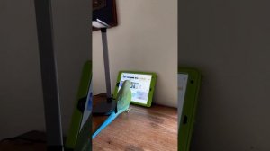 Индийский попугай научился пользоваться YouTube на iPad и теперь постоянно смотрит видео с другими п