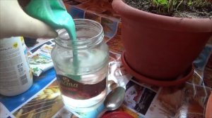 Весенняя обработка роз медным купоросом