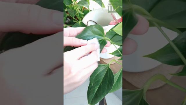 ПРОВЕРИЛА ЛАЙФ-ХАК С БЛЕСТЯЩИМИ ЛИСТЬЯМИ АНТУРИУМА #anthurium #houseplant смотреть онлайн