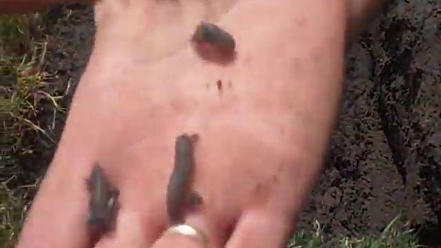 личинки долгоножек