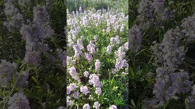 Чабрец, тимьян, богородская трава.