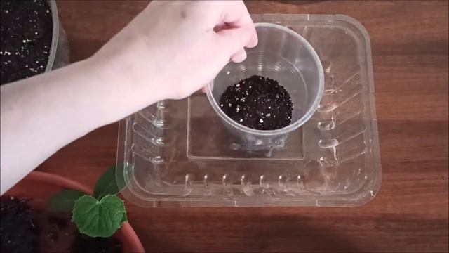 Как вырастить огурцы на балконе.Огород на балконе. смотреть онлайн