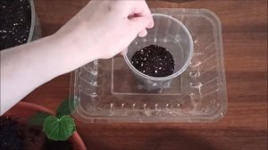 Как вырастить огурцы на балконе.Огород на балконе.