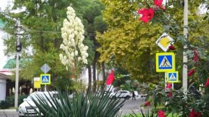 АНАПА - улица Ивана Голубца. Забытая история улицы. Прогулка к морю. Малая бухта. Тайны и легенды.