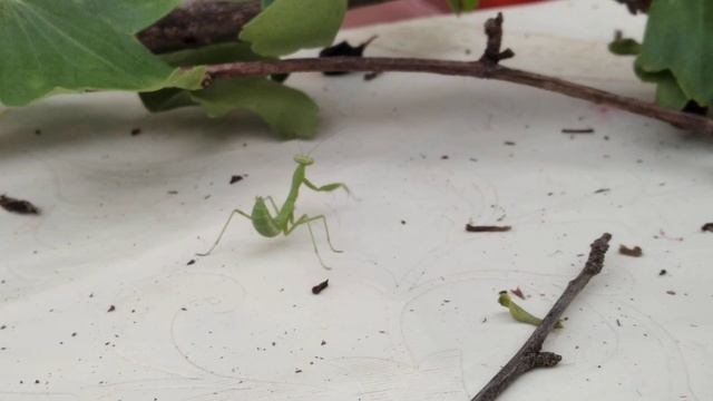 Маленький зелёный богомол смотреть онлайн