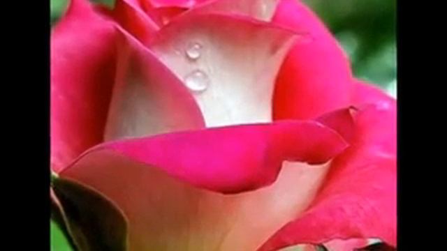 Бал роз. смотреть онлайн