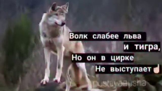Почему чеченцев называют волками? смотреть онлайн