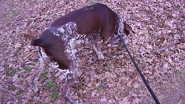 Курцхаар Дези 8 лет смотреть онлайн
