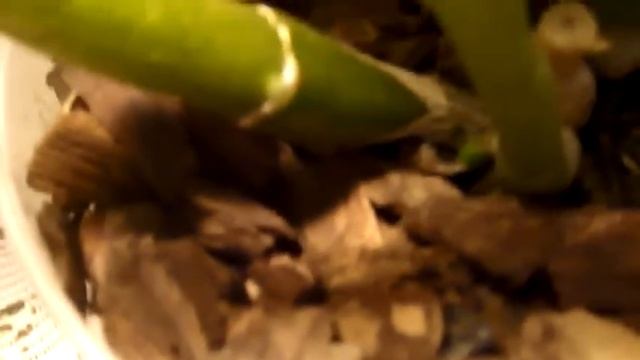 ДЕНДРОБИУМ для чего уменьшаем полив после цветения смотреть онлайн