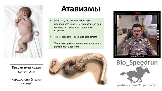 23. Эволюция часть IV (Speedrun общая биология 9-11 класс, ЕГЭ, ОГЭ 2022) смотреть онлайн