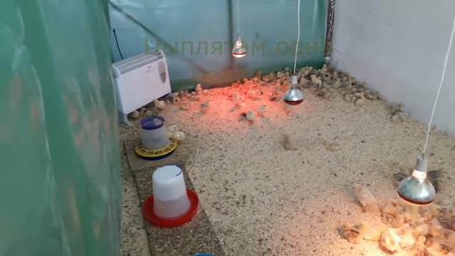 бройлеры рос 308. смотреть онлайн