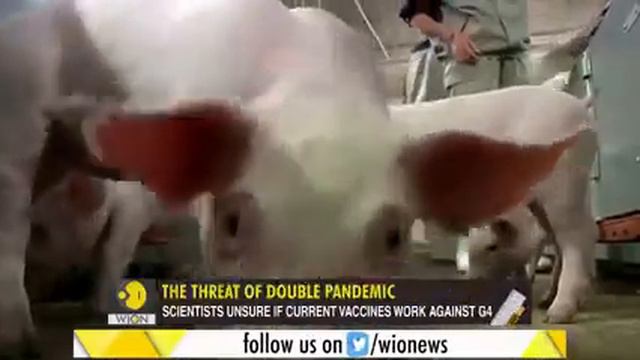 New Influenza Virus spreading fast among Chinese pigs || New Pandemic on the way from China || Pigs смотреть онлайн
