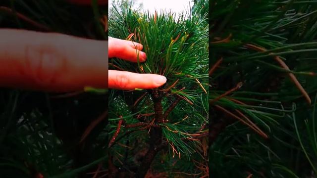 ПРИЩИПКА ХВОЙНЫХ (сосна горная) смотреть онлайн