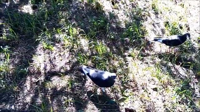 ГОЛУБКИ с КАРТИНКАМИ на СПИНКАХ. ПРИРОДА - ЗНАТНЫЙ АБСТРАКЦИОНИСТ! смотреть онлайн