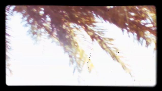 NOMAD CHIHUAHUA VISITS A ROYAL POINCIANA TREE IN FLORIDA. AUGUST 1, 2021 смотреть онлайн