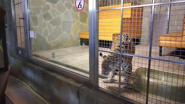 Стереотипное навязчивое передвижение у ягуара. смотреть онлайн