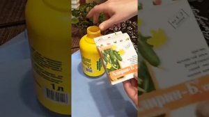 Укоренение черенка Пеларгонии в вермикулите.