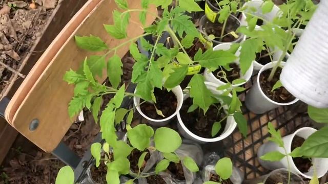 Дачная жизнь / высадка рассады откладывается смотреть онлайн