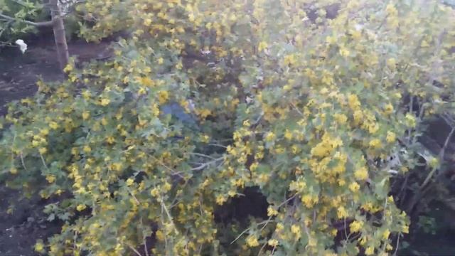 #Крандаль #Смородина золотистая #Золотаясмородина смотреть онлайн