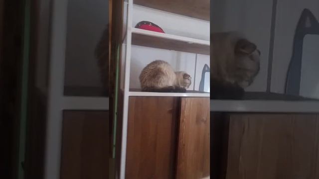 Котокафе это место где можно пить кофе и гладить котиков)) смотреть онлайн