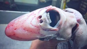 8 Пугающих Животных, с Которыми Вы Не Захотите Встретиться