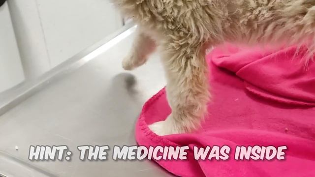 We Rescued a Happy Puppy смотреть онлайн