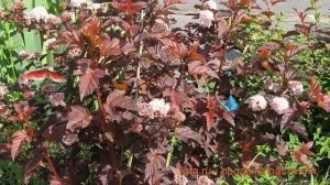 Пузыреплодник калинолистный Ред Барон ? обзор: как сажать, саженцы пузыреплодника Ред Барон