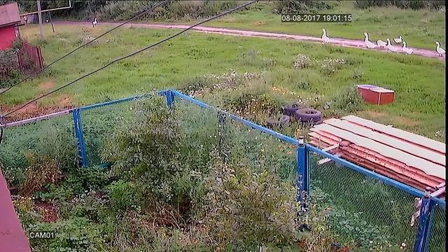 Попытка украсть гуся.