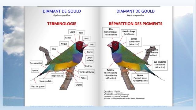 Какую амадину выбрать? смотреть онлайн