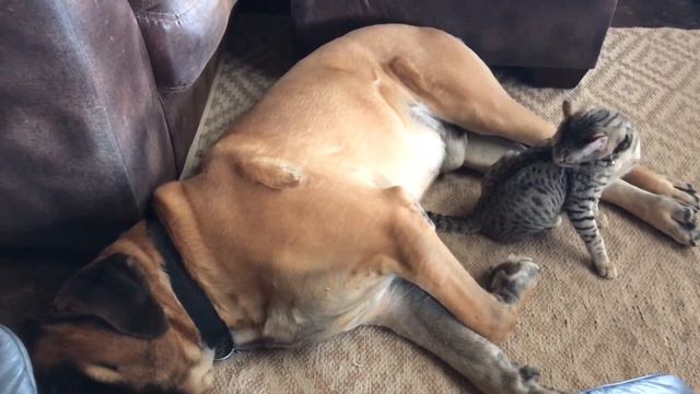 A cat bath by his 200lbs buddy смотреть онлайн
