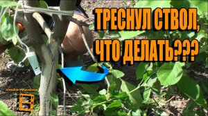 ОБРЕЗКА ЯБЛОНИ. ЛУЧШИЕ ВРЕМЯ ДЛЯ ОБРЕЗКИ ЯБЛОНИ. ТРЕСНУЛ СТВОЛ ЯБЛОНИ, ЧТО ДЕЛАТЬ? САД (ОГОРОД)