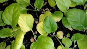 ПОЧЕМУ ЖЕЛТЕЕТ РАССАДА БАКЛАЖАН