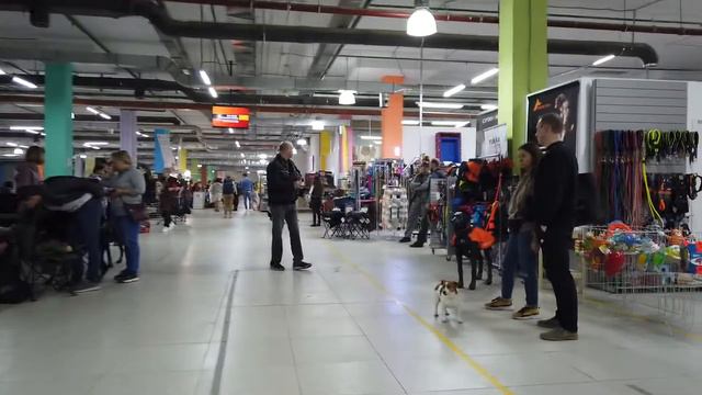Замена стекла на авто. Выставка собак в Чайна Таун. смотреть онлайн