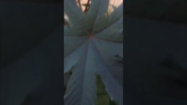 Breathe oxygen - Клещевина (клубная ,декоративная пальма ) смотреть онлайн