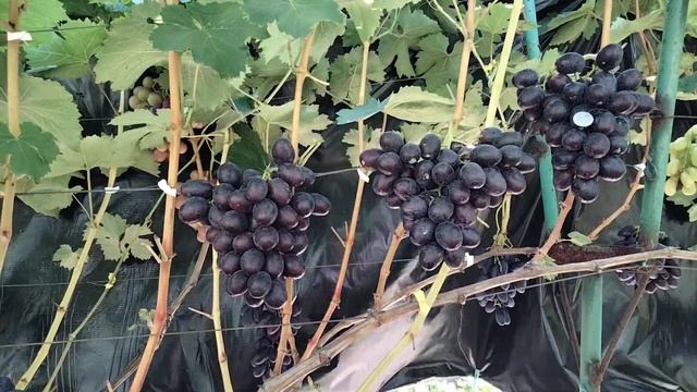 ВИНОГРАД СЕЛЕКЦИИ КАЛУГИНА В.М. ПОСЛАННИК смотреть онлайн