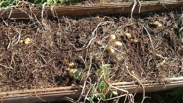 Убираем Картофель Сорт Пиколо Стар смотреть онлайн