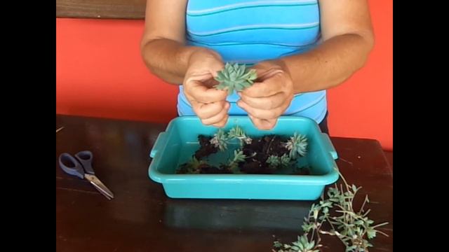 ♡ Replante da Suculenta Graptopetalum Macdougallii ♡ смотреть онлайн