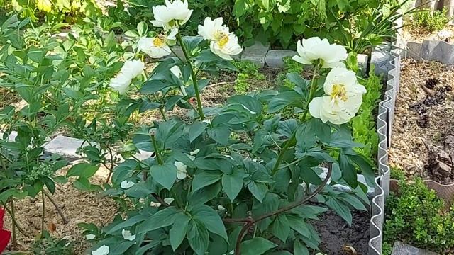 Півонія "Henry Bockstoce". Генри Бокстос. 01.06.22 смотреть онлайн