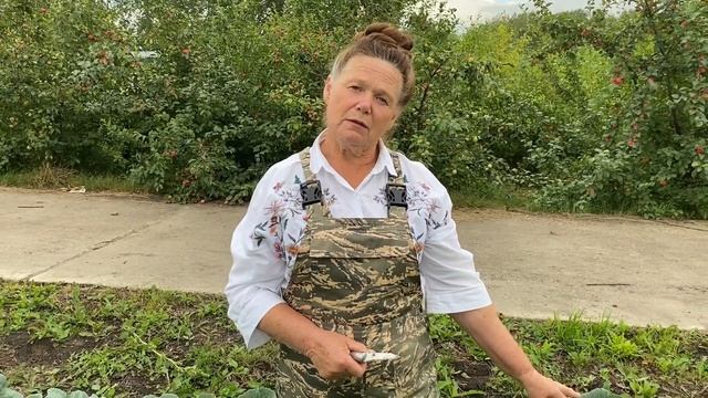 Борьба с вредителями на капусте смотреть онлайн